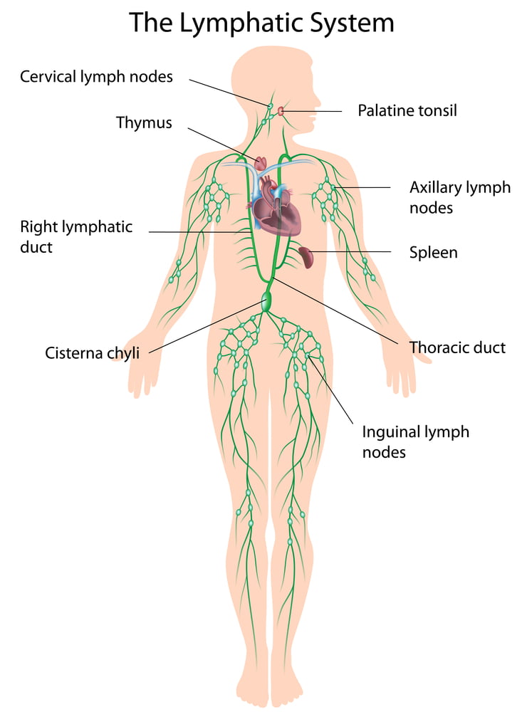 Lymphatic Drainage - Woolpit Complementary